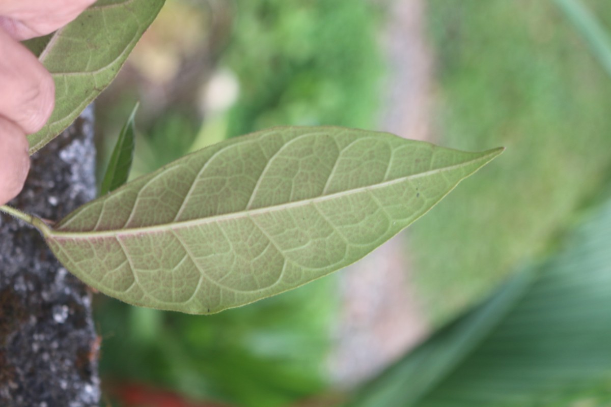 Ficus tinctoria subsp. gibbosa (Blume) Corner