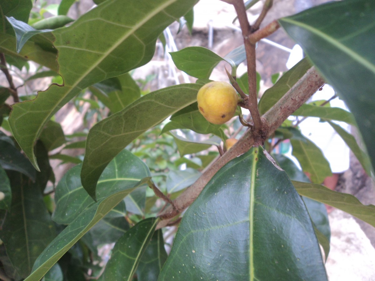 Ficus tinctoria subsp. gibbosa (Blume) Corner