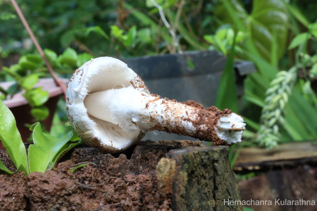 Termitomyces eurrhizus (Berk.) Heim (Heim, 1942)