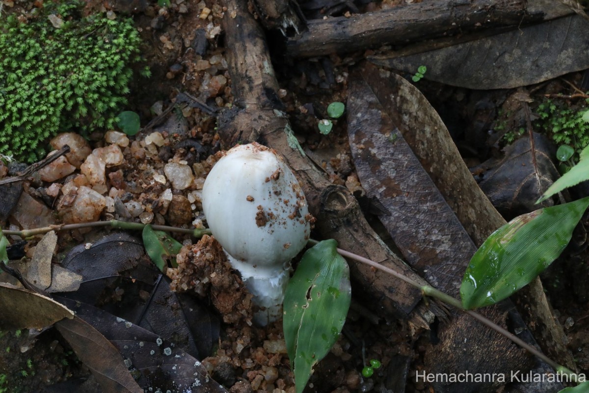 Termitomyces eurrhizus (Berk.) Heim (Heim, 1942)