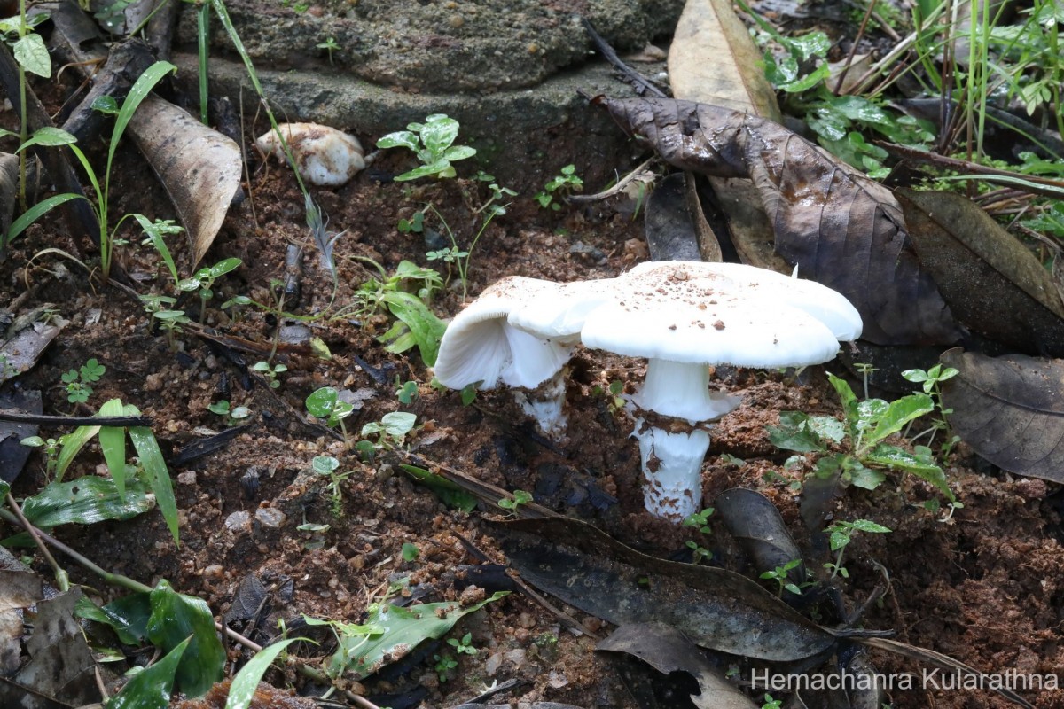 Termitomyces eurrhizus (Berk.) Heim (Heim, 1942)