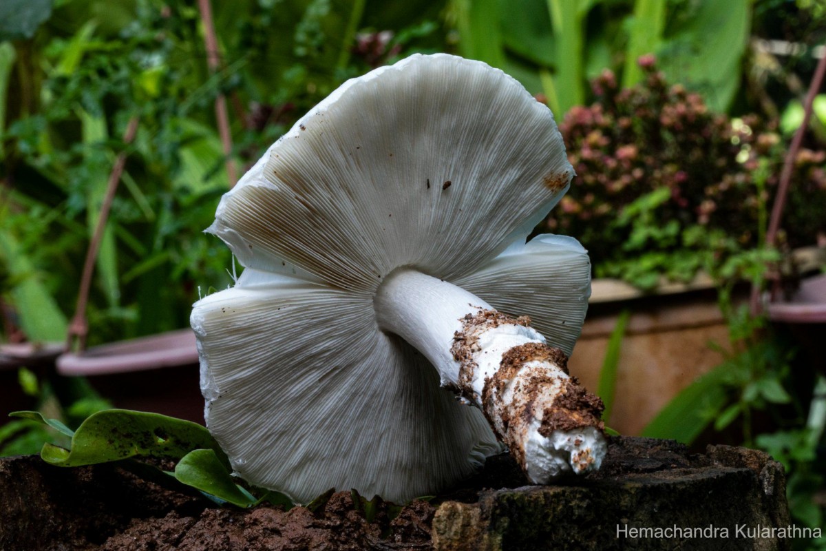 Termitomyces eurrhizus (Berk.) Heim (Heim, 1942)