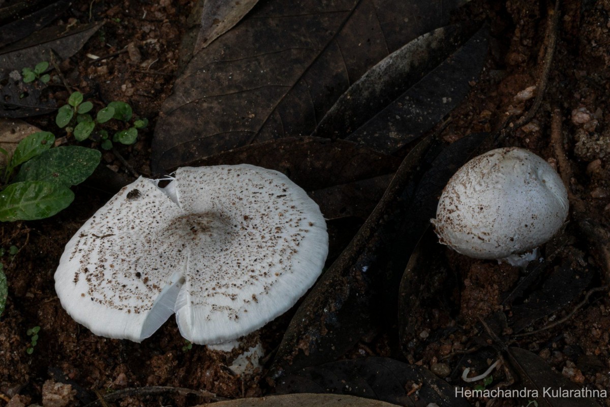 Termitomyces eurrhizus (Berk.) Heim (Heim, 1942)