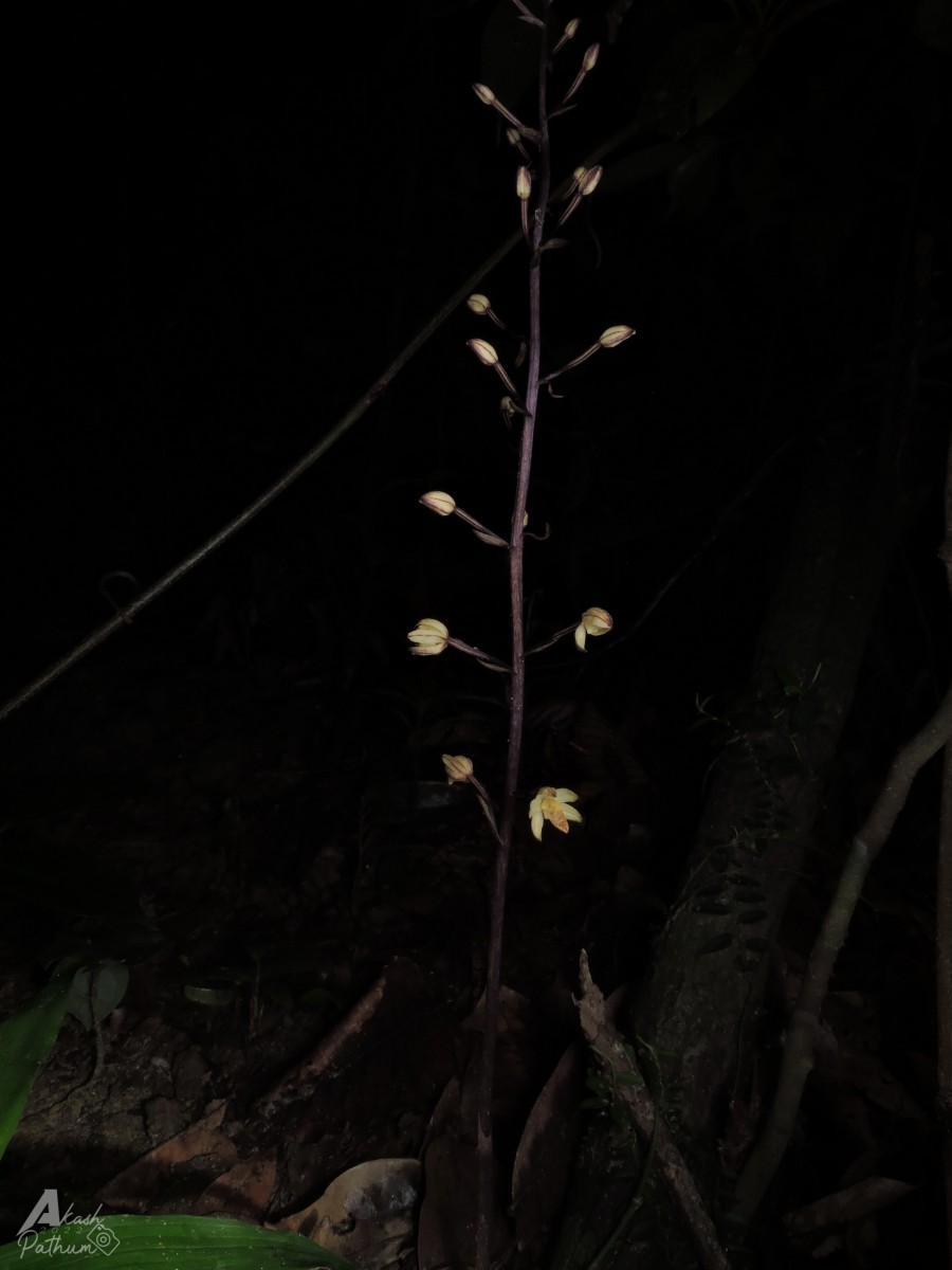 Aphyllorchis montana Rchb.f.