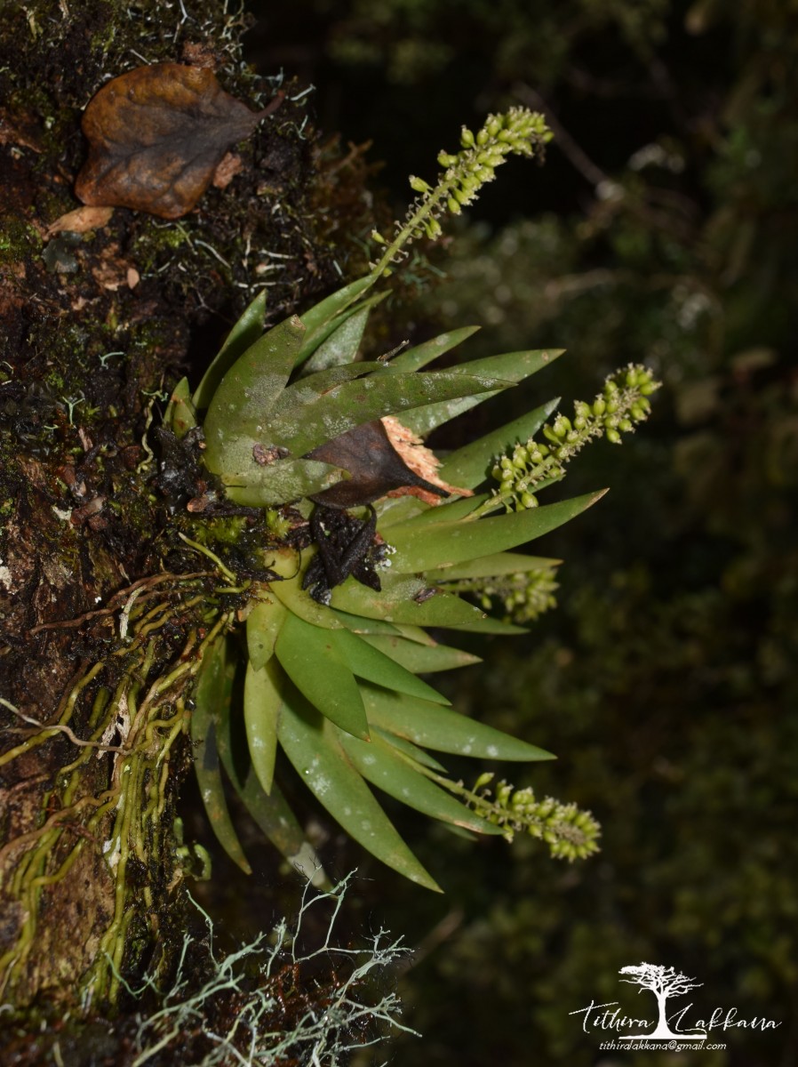 Oberonia mahaeliyensis C. Bandara, Lakkana, Ediriweera