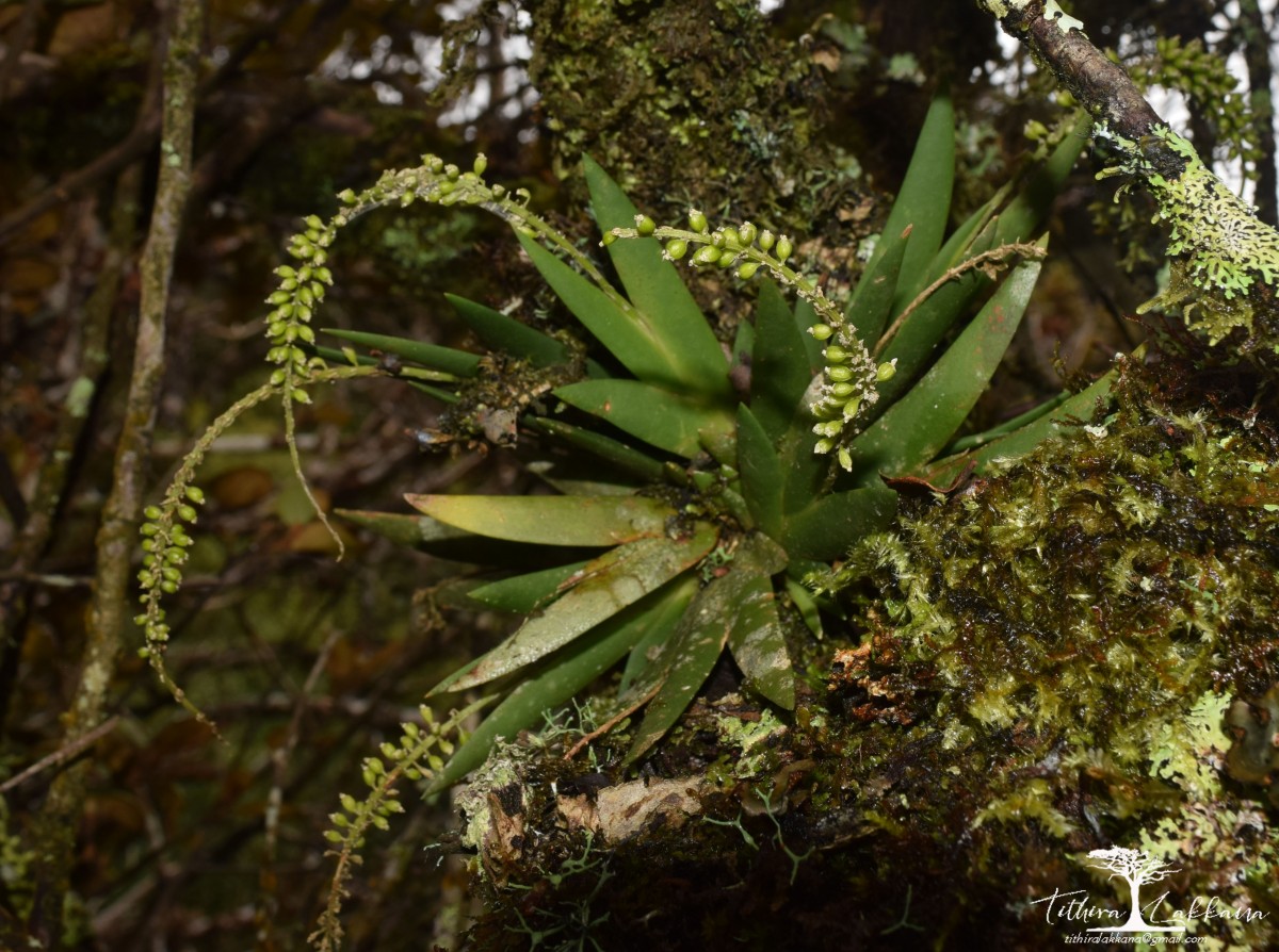 Oberonia mahaeliyensis C. Bandara, Lakkana, Ediriweera