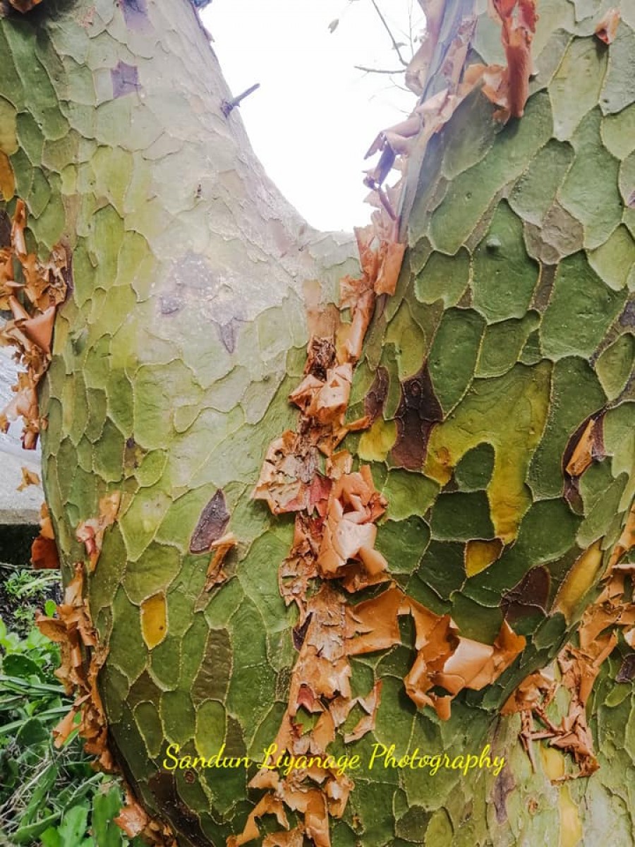 Commiphora caudata (Wight & Arn.) Engl.