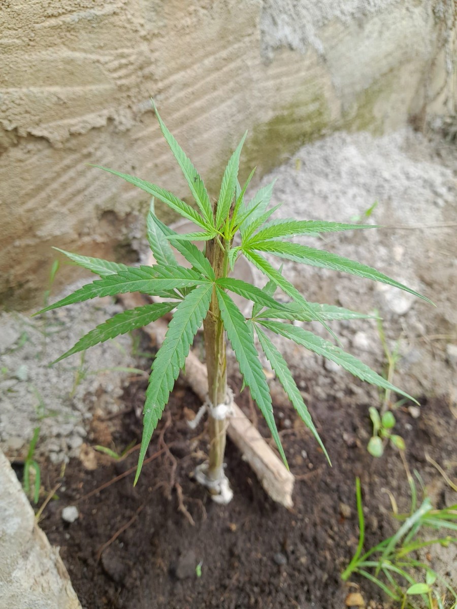 Cannabis sativa L.