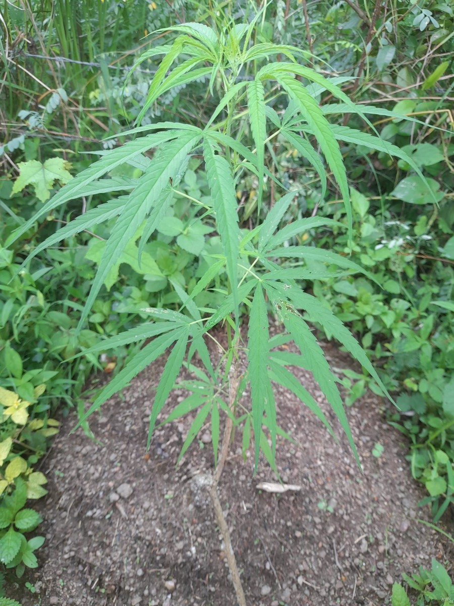 Cannabis sativa L.