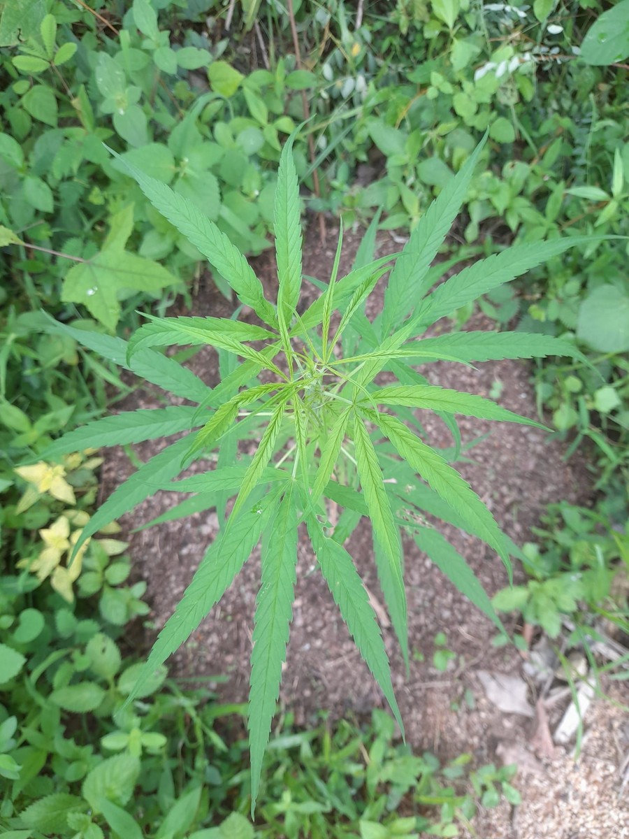 Cannabis sativa L.