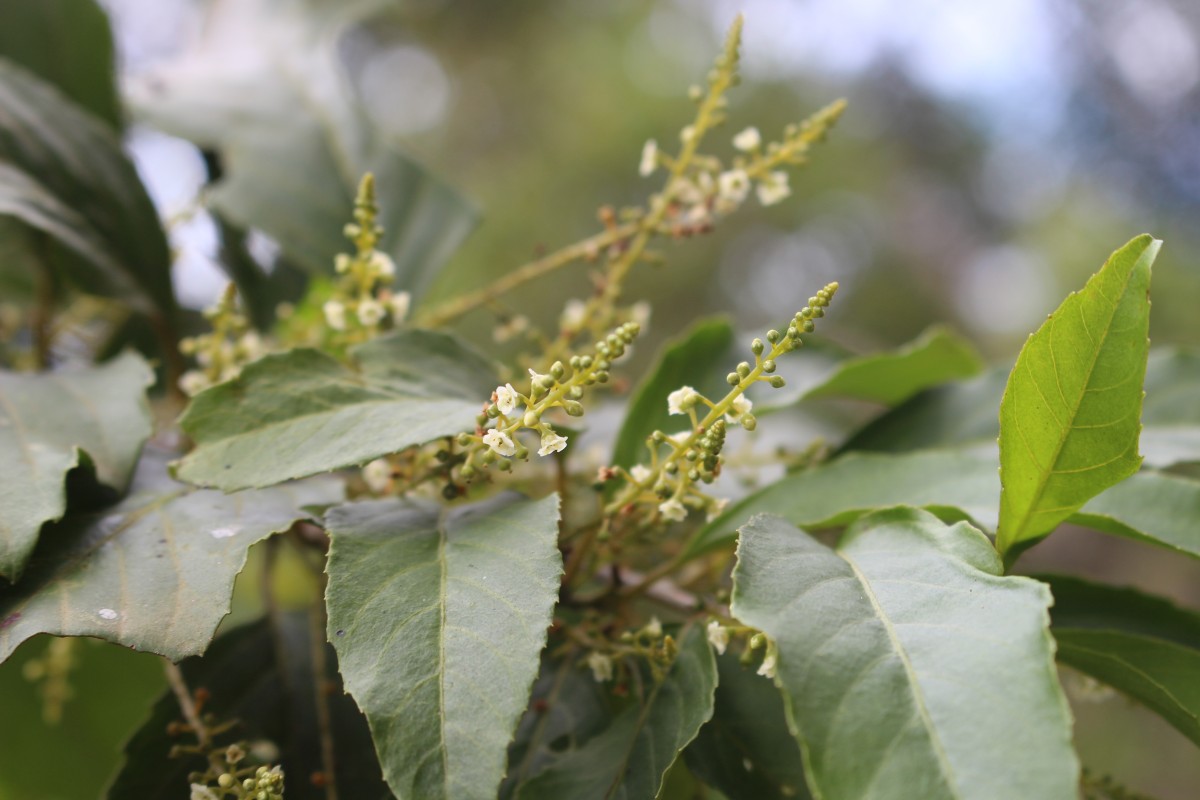 Maesa indica (Roxb.) Sweet