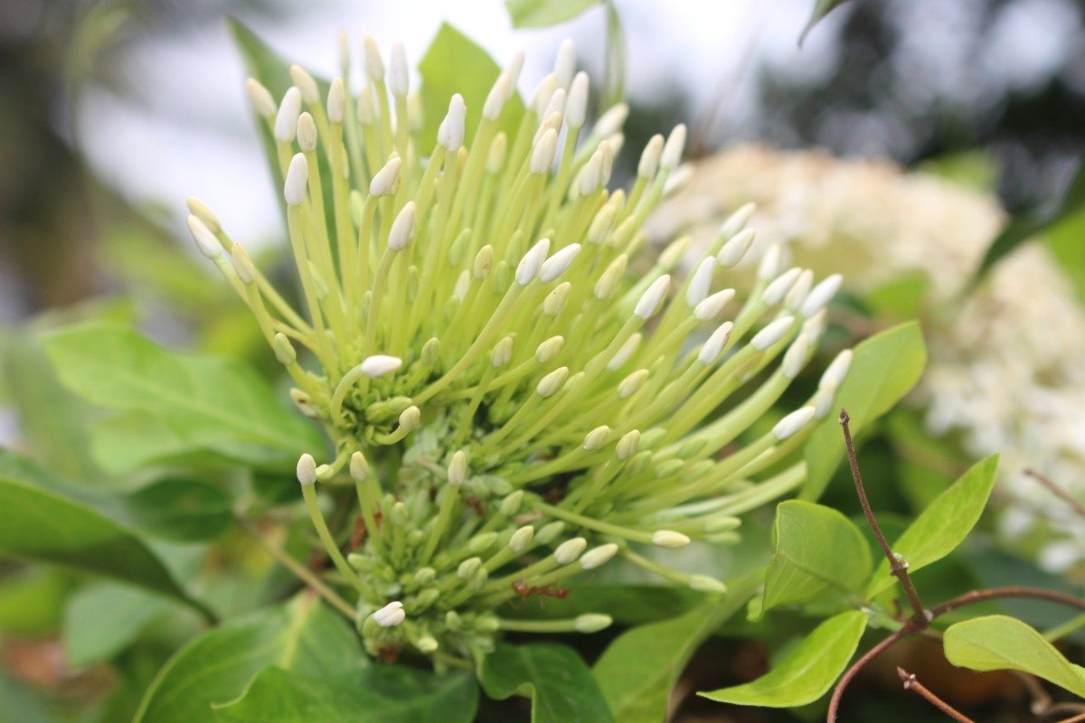 Ixora finlaysoniana Wall. ex G.Don