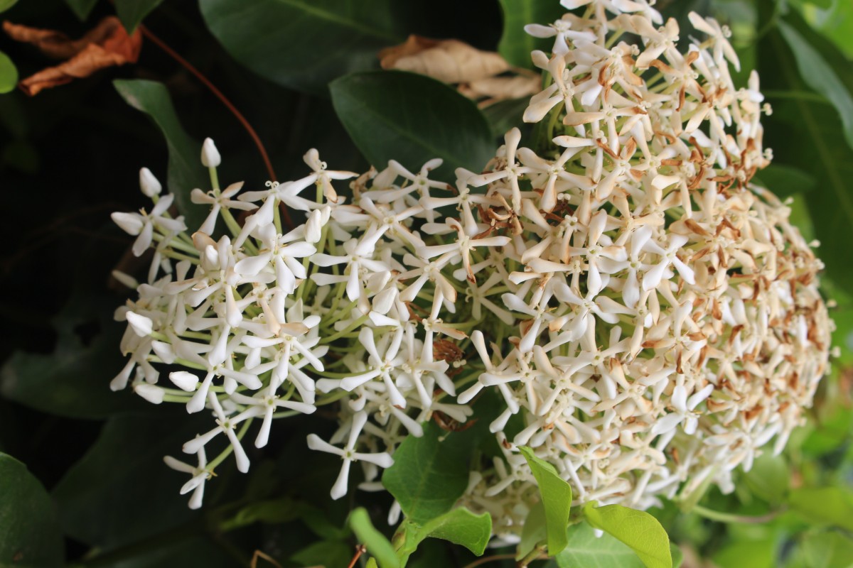 Ixora finlaysoniana Wall. ex G.Don