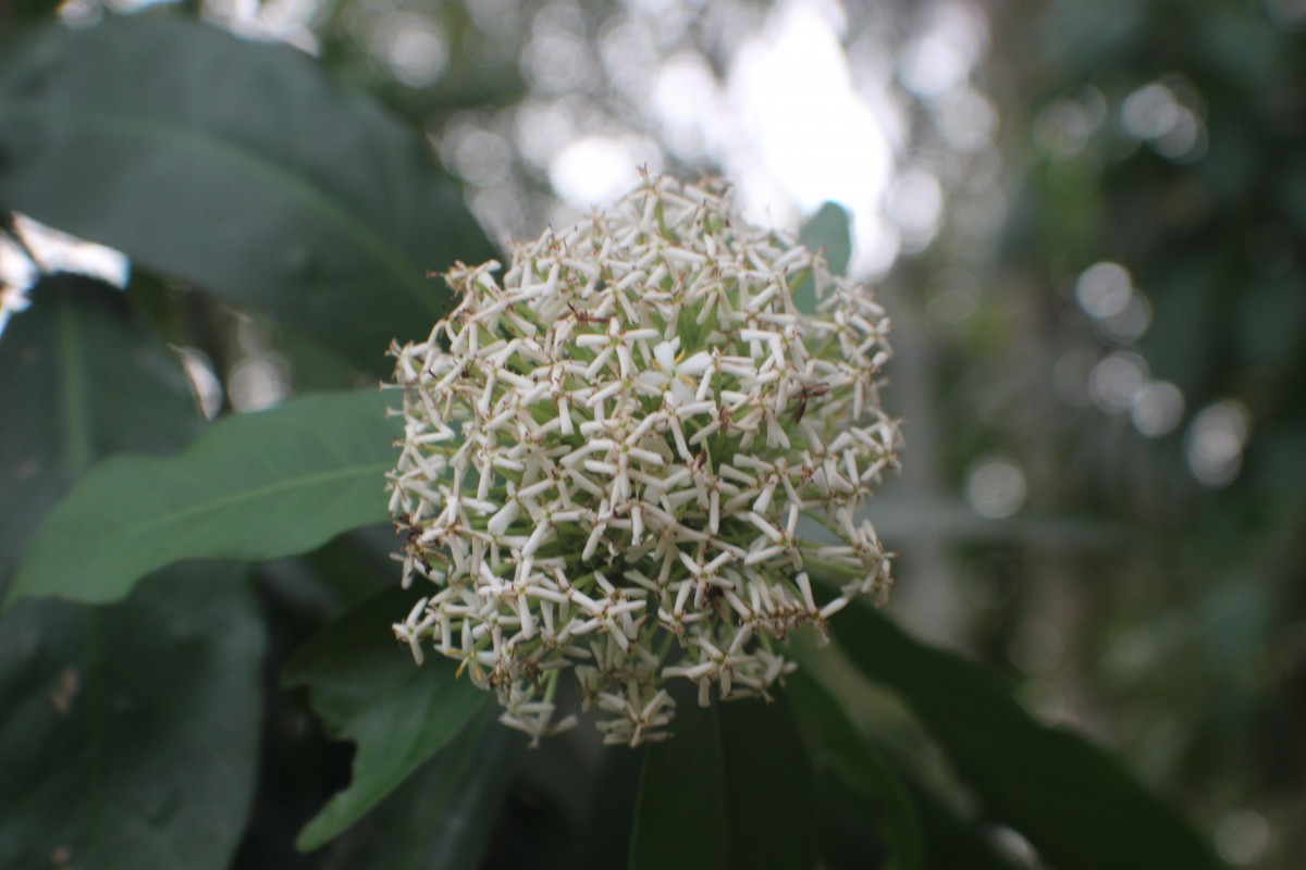 Ixora finlaysoniana Wall. ex G.Don