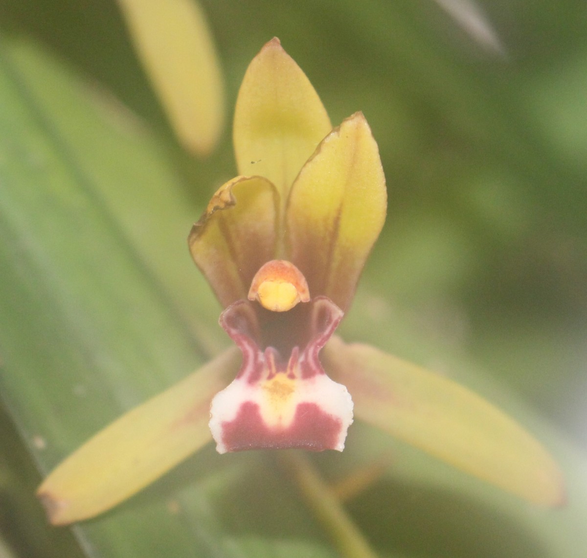 Cymbidium finlaysonianum Lindl.