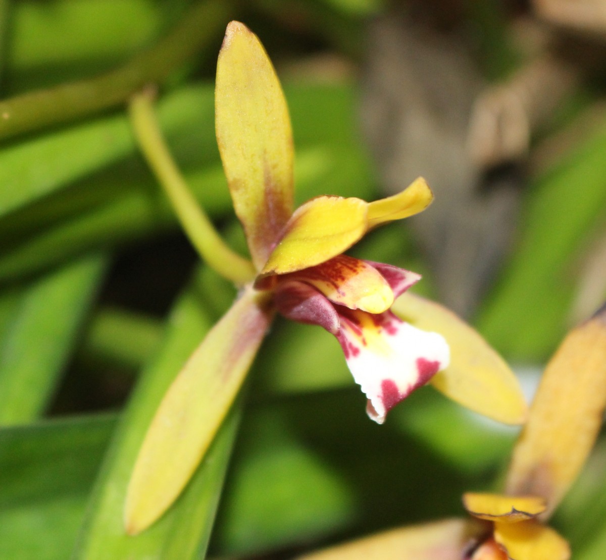 Cymbidium finlaysonianum Lindl.