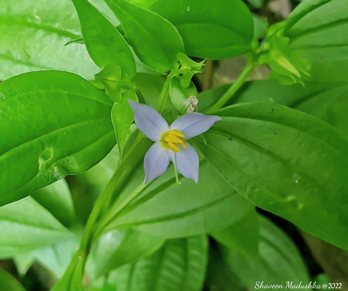 Exacum axillare Thwaites