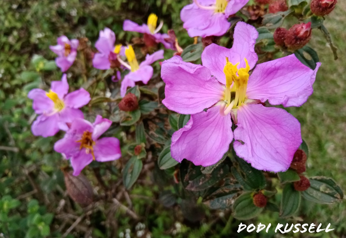 Osbeckia rubicunda Arn.