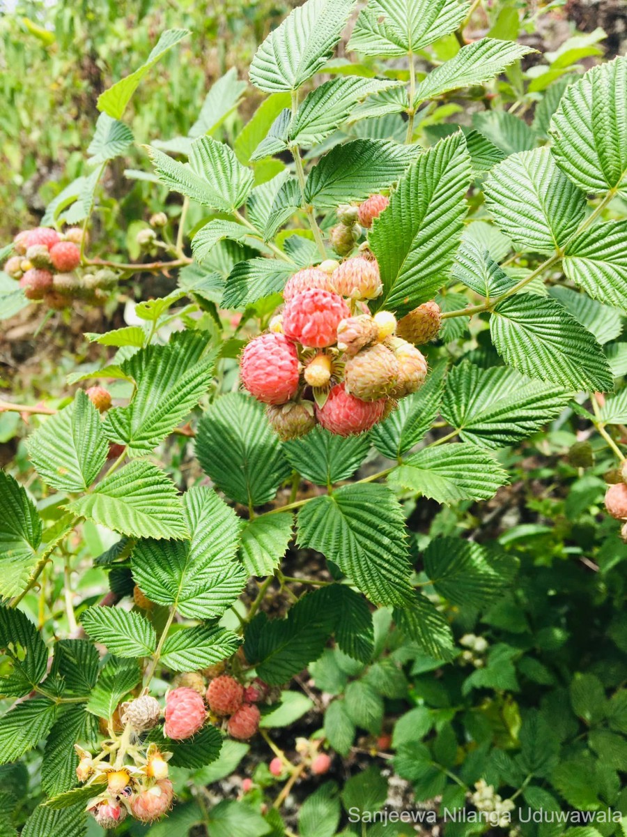 Rubus niveus Thunb.