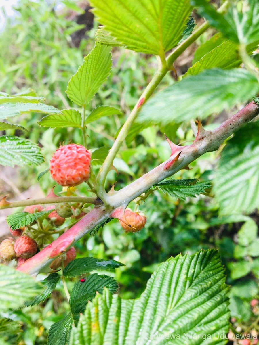 Rubus niveus Thunb.