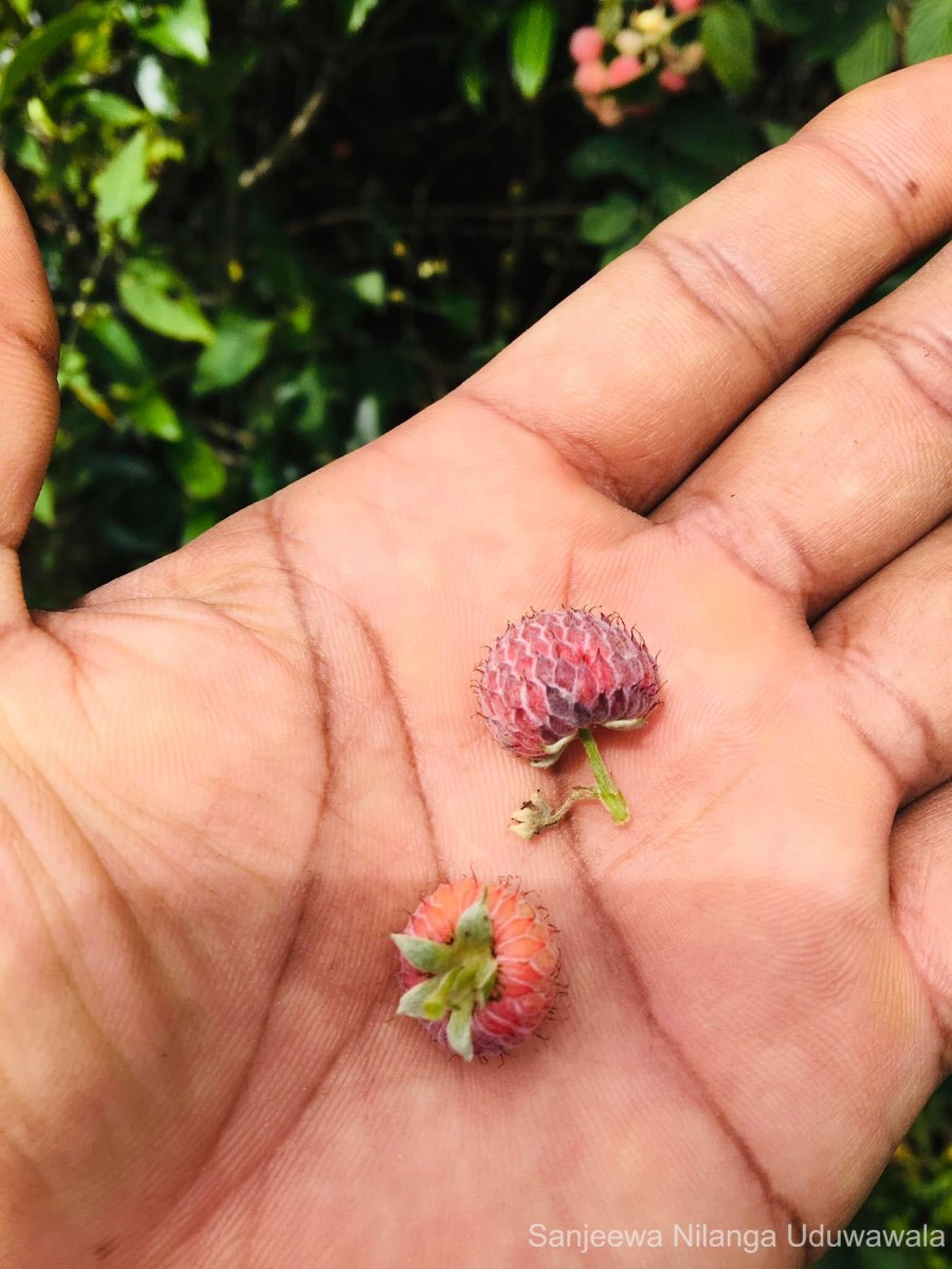 Rubus niveus Thunb.