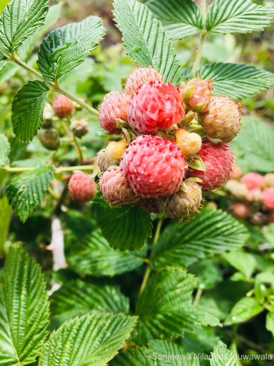 Rubus niveus Thunb.