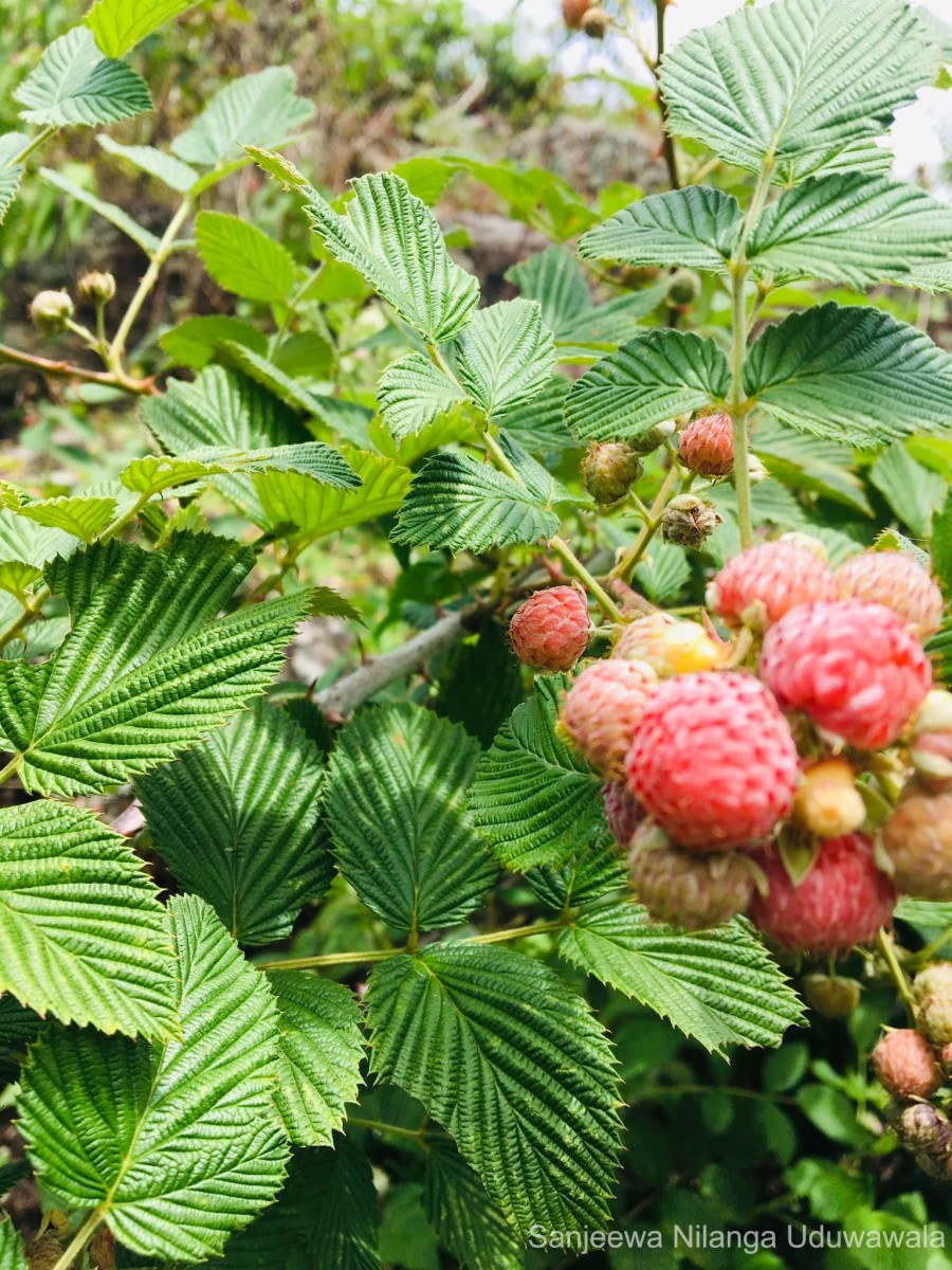 Rubus niveus Thunb.