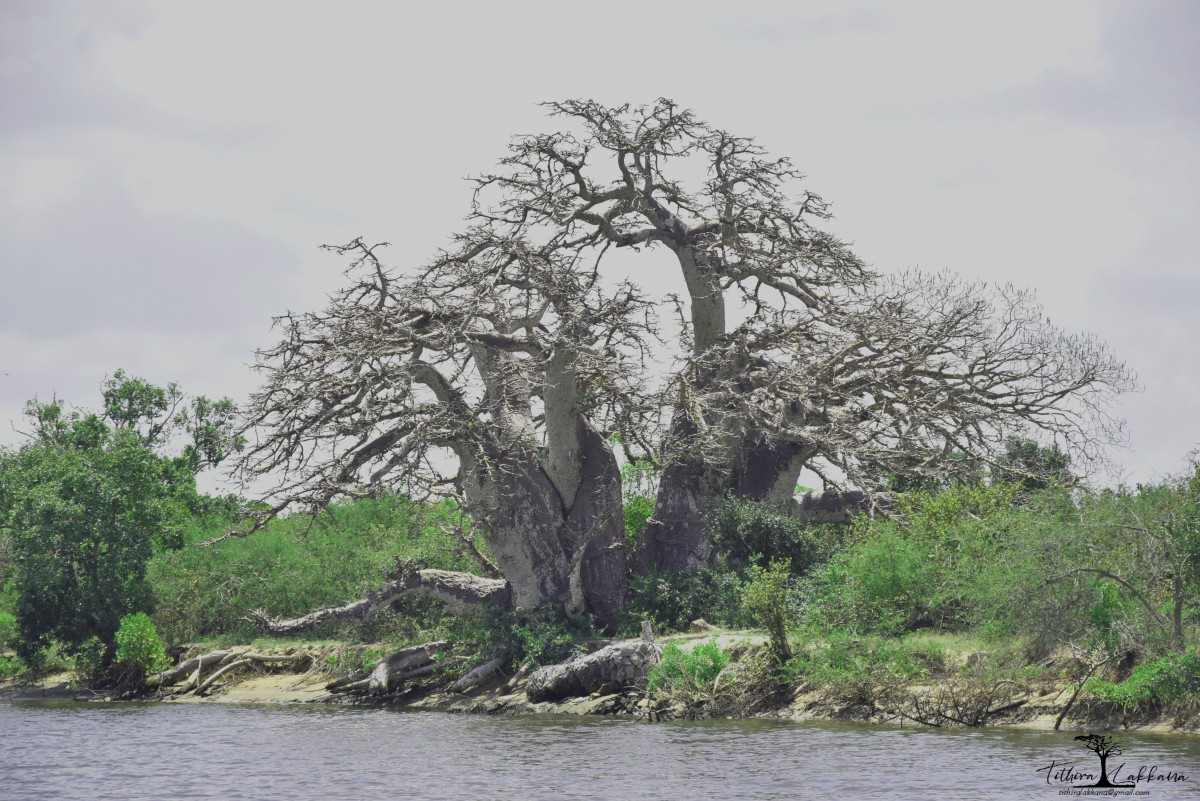 Adansonia digitata L.