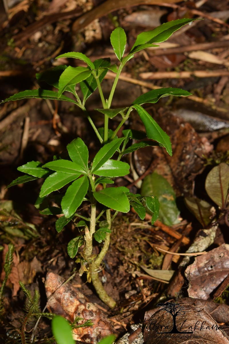 Melicope lunu-ankenda (Gaertn.) T.G.Hartley