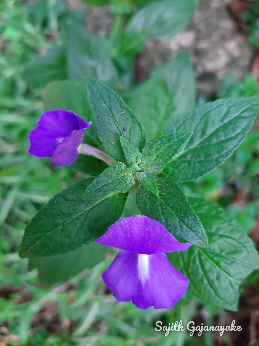 Achetaria azurea (Linden) V.C.Souza