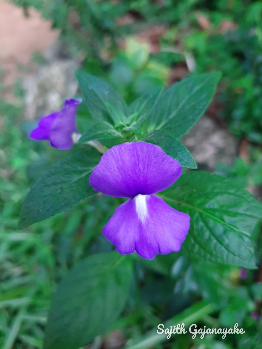 Achetaria azurea (Linden) V.C.Souza