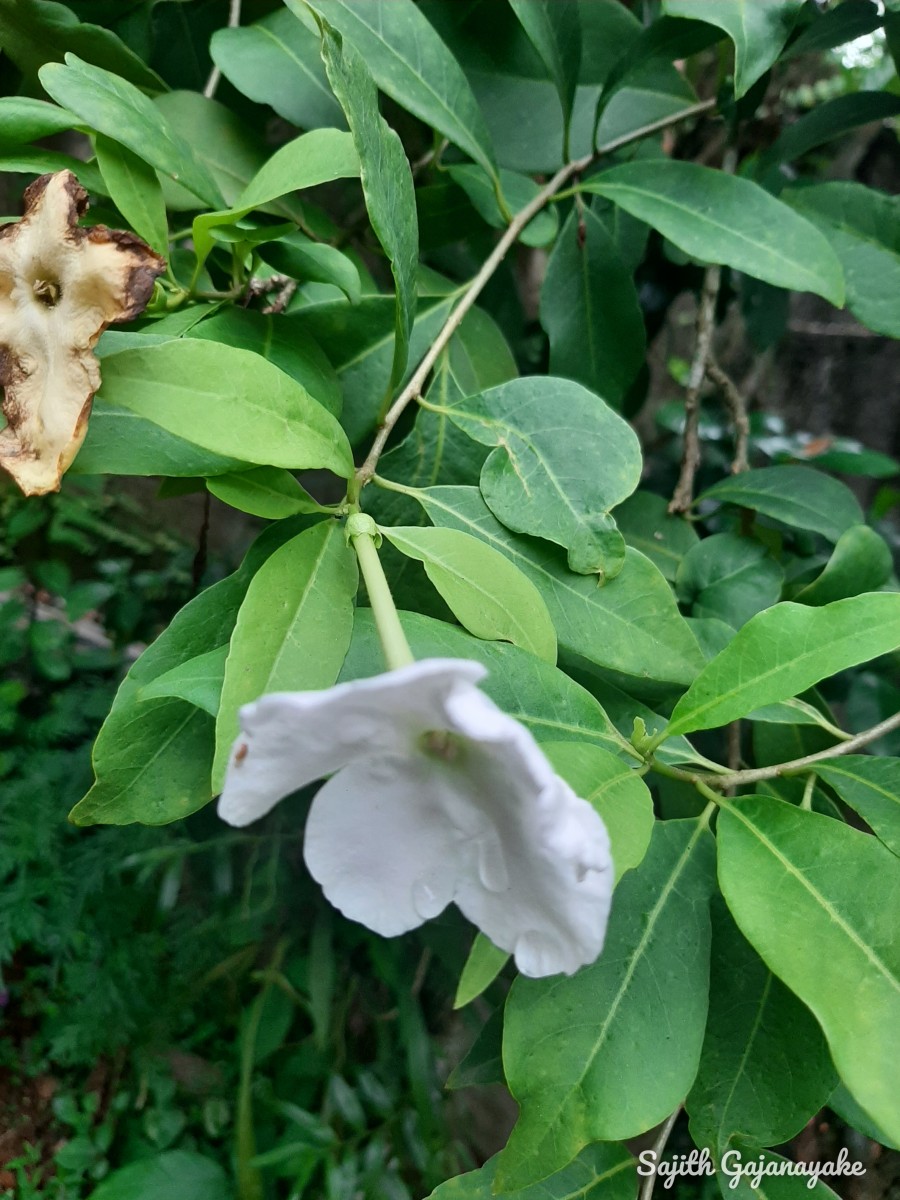 Brunfelsia americana L.