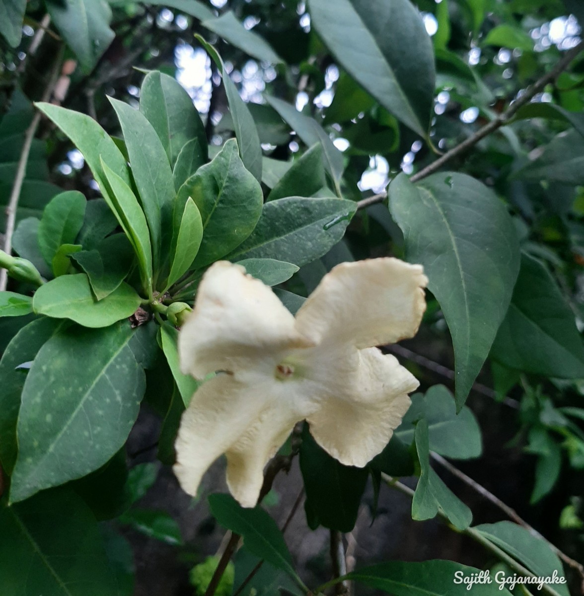 Brunfelsia americana L.