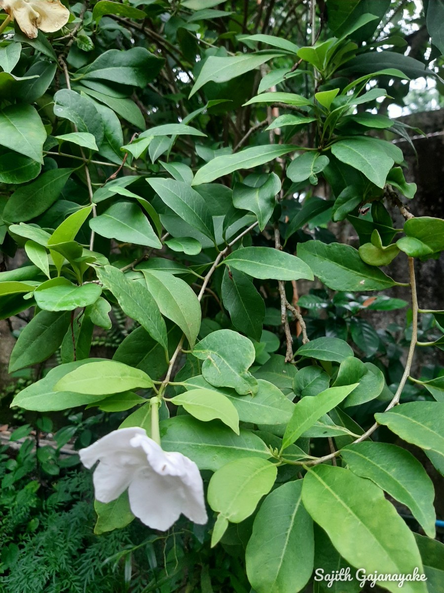 Brunfelsia americana L.