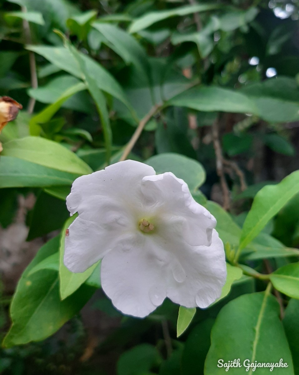 Brunfelsia americana L.