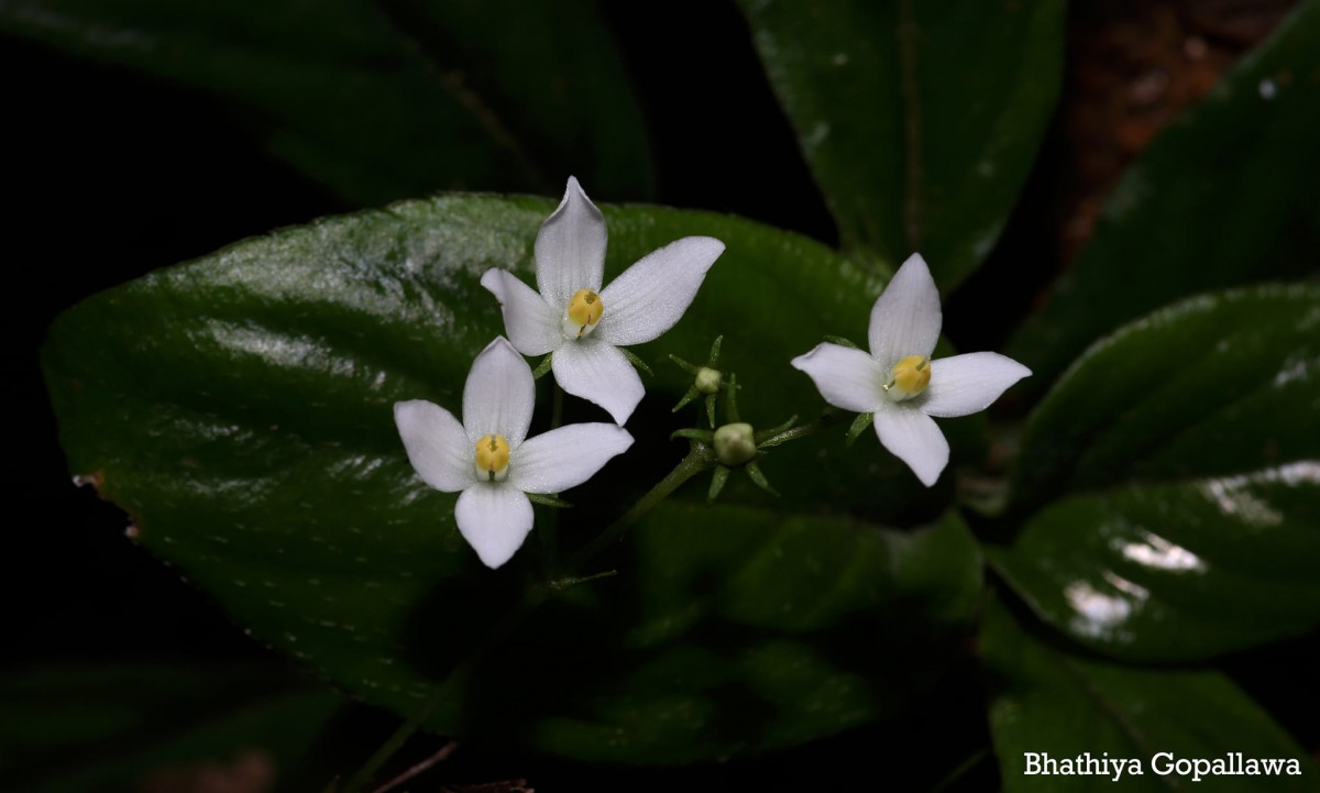 Championia reticulata Gardner