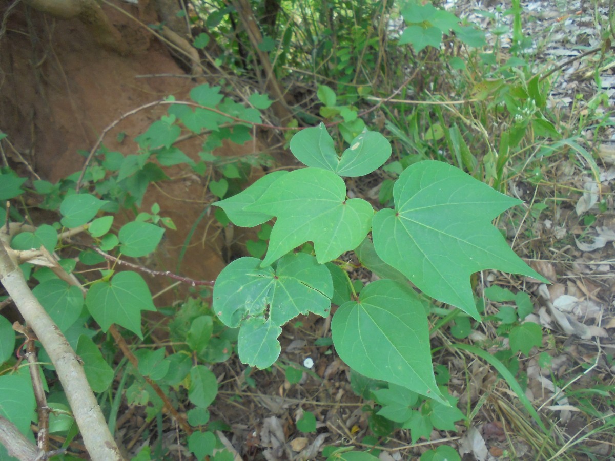 Gossypium hirsutum L.