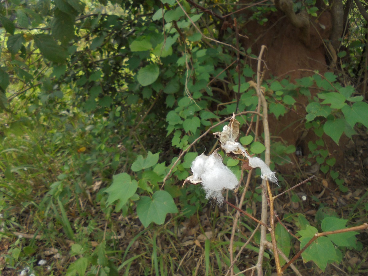 Gossypium hirsutum L.