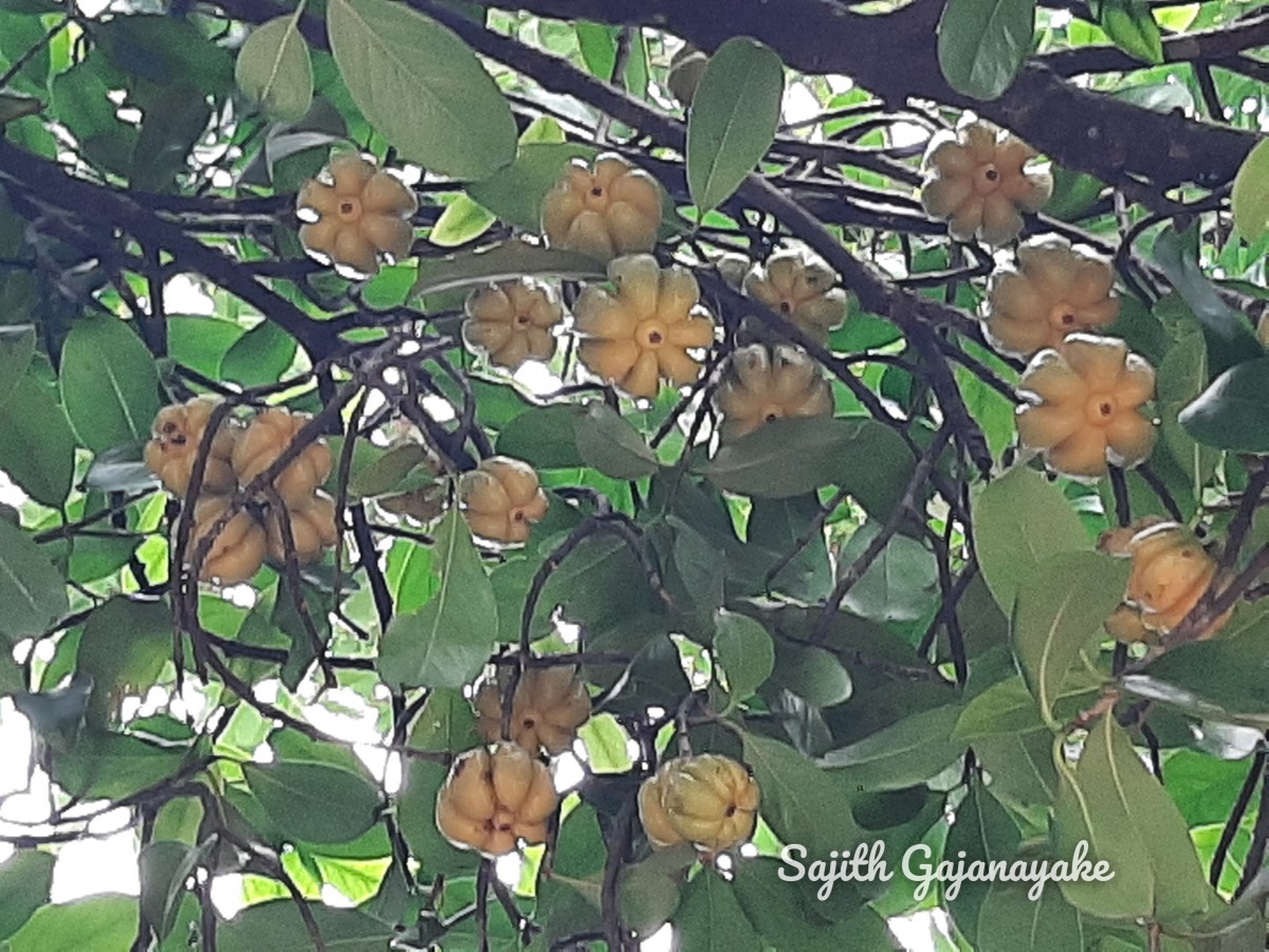 Garcinia zeylanica Roxb.