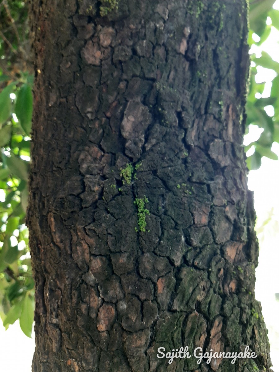 Garcinia zeylanica Roxb.