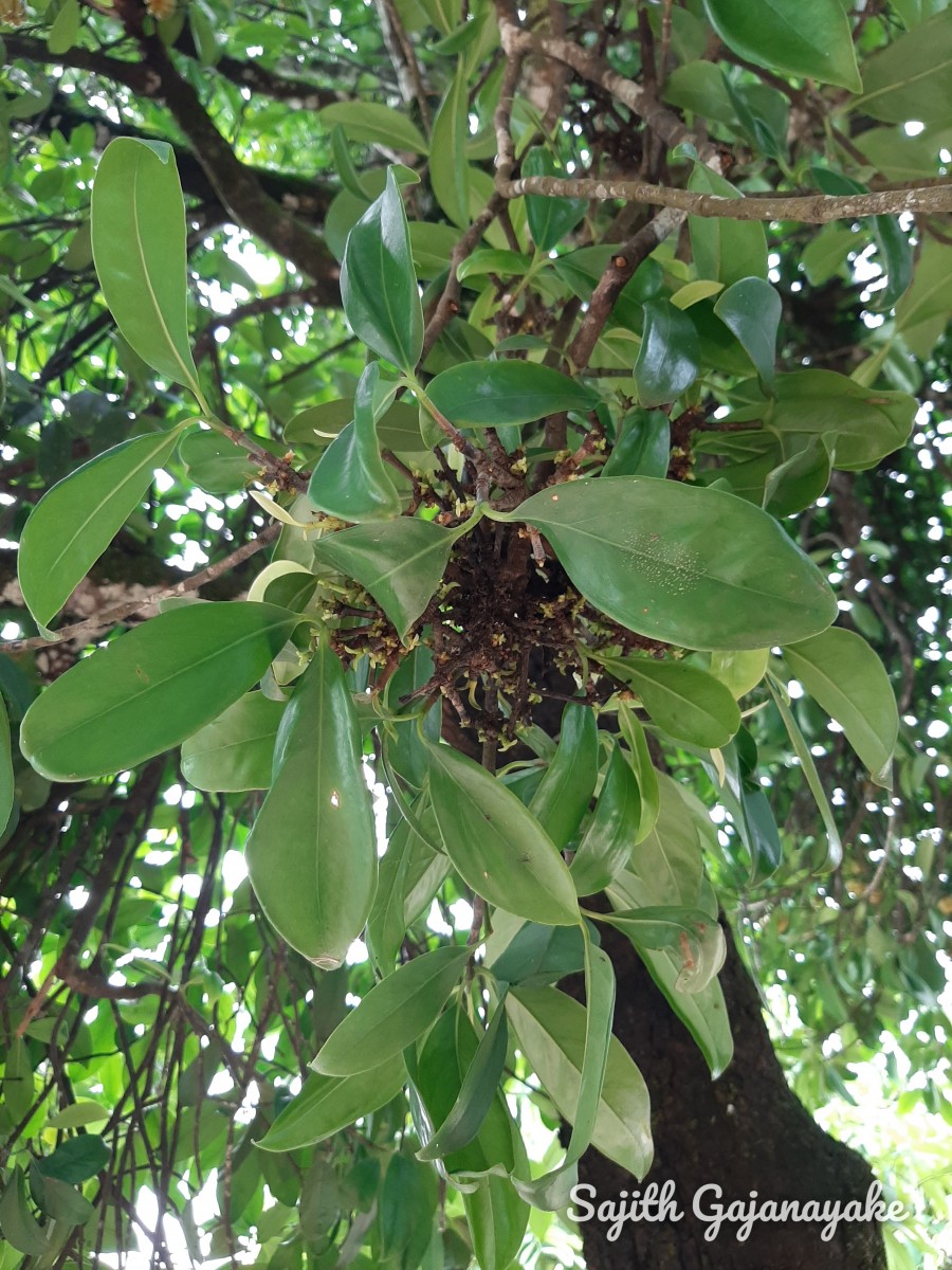 Garcinia zeylanica Roxb.