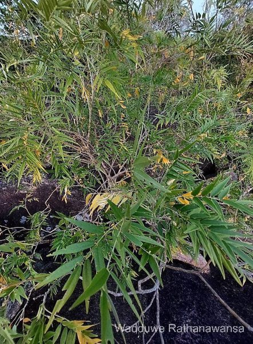 Mundulea sericea (Willd.) A.Chev.