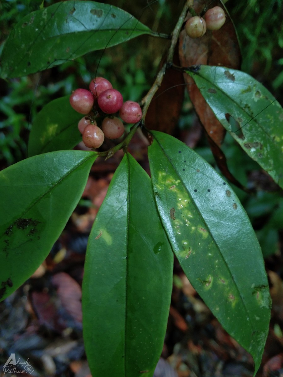 Antidesma pyrifolium Müll.Arg.