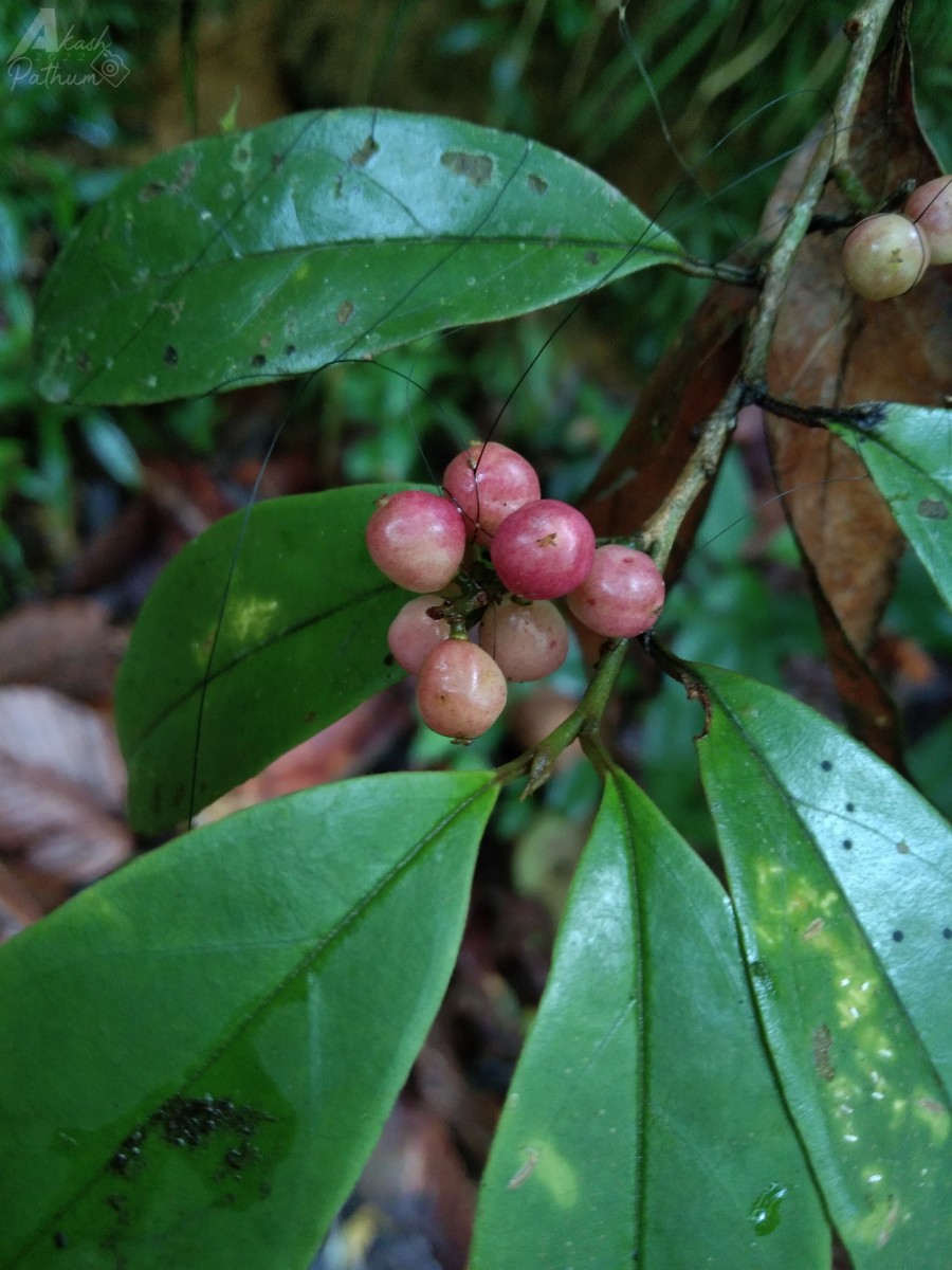 Antidesma pyrifolium Müll.Arg.