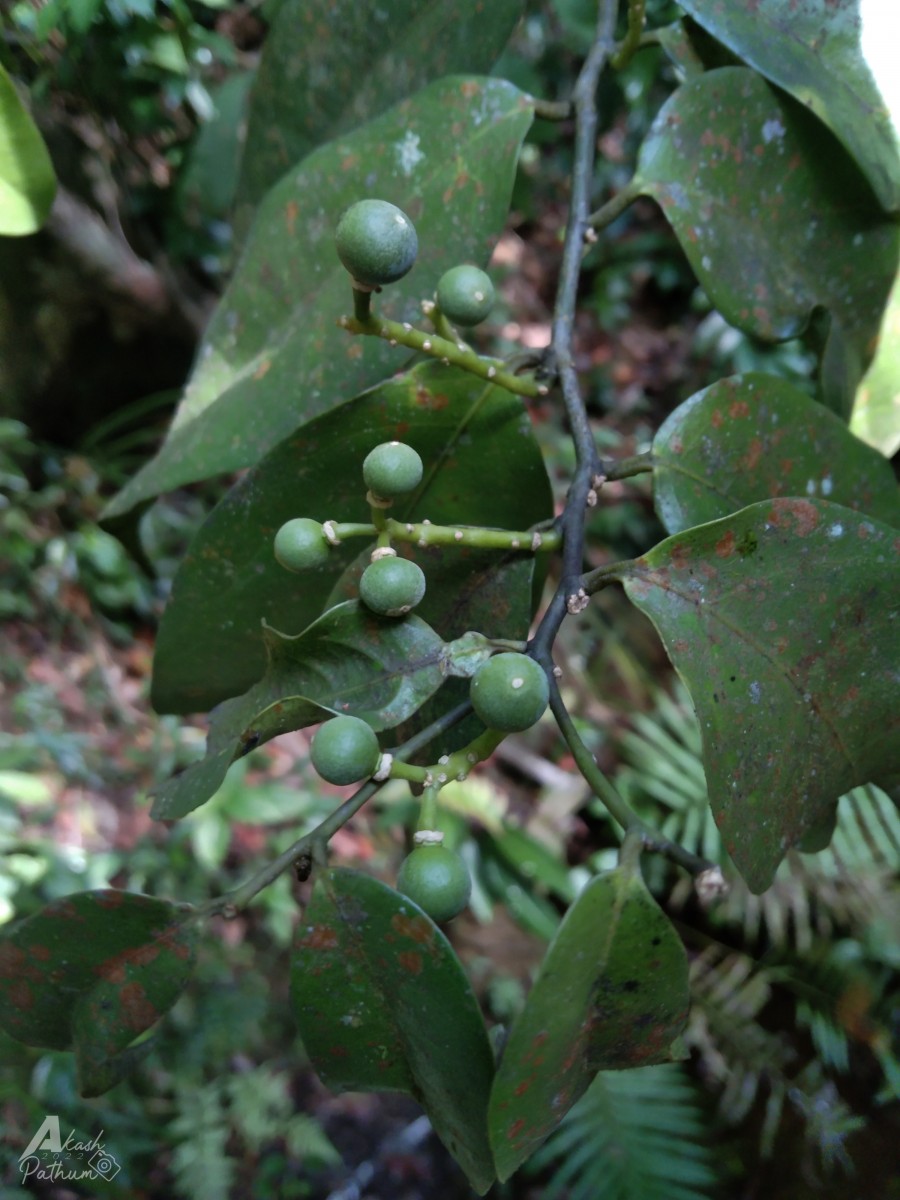 Xanthophyllum zeylanicum Meijden