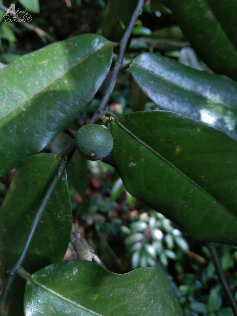 Xanthophyllum zeylanicum Meijden