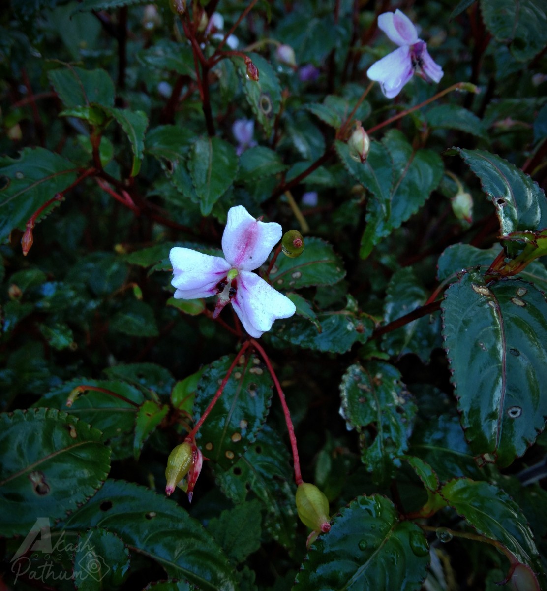 Impatiens leptopoda Arn.