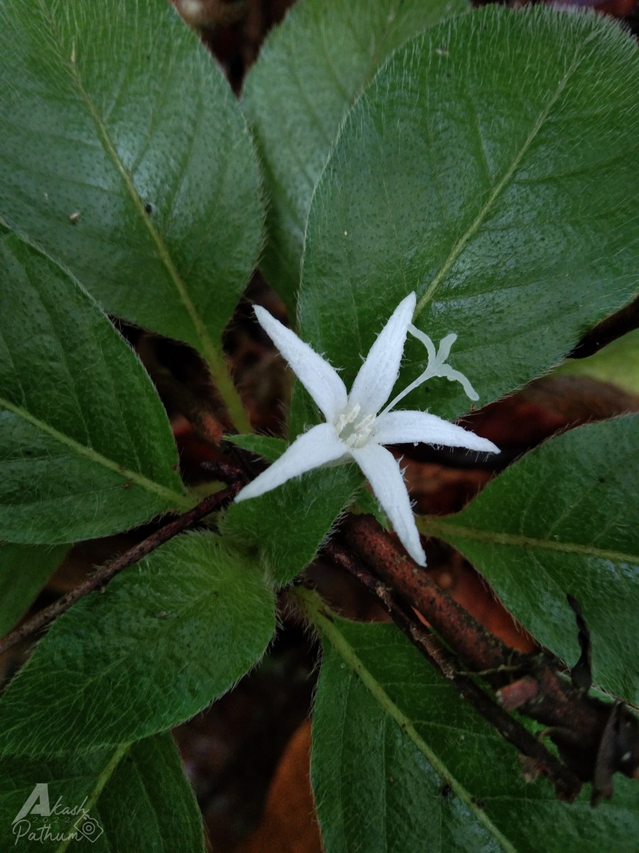 Sabicea ceylanica Puff