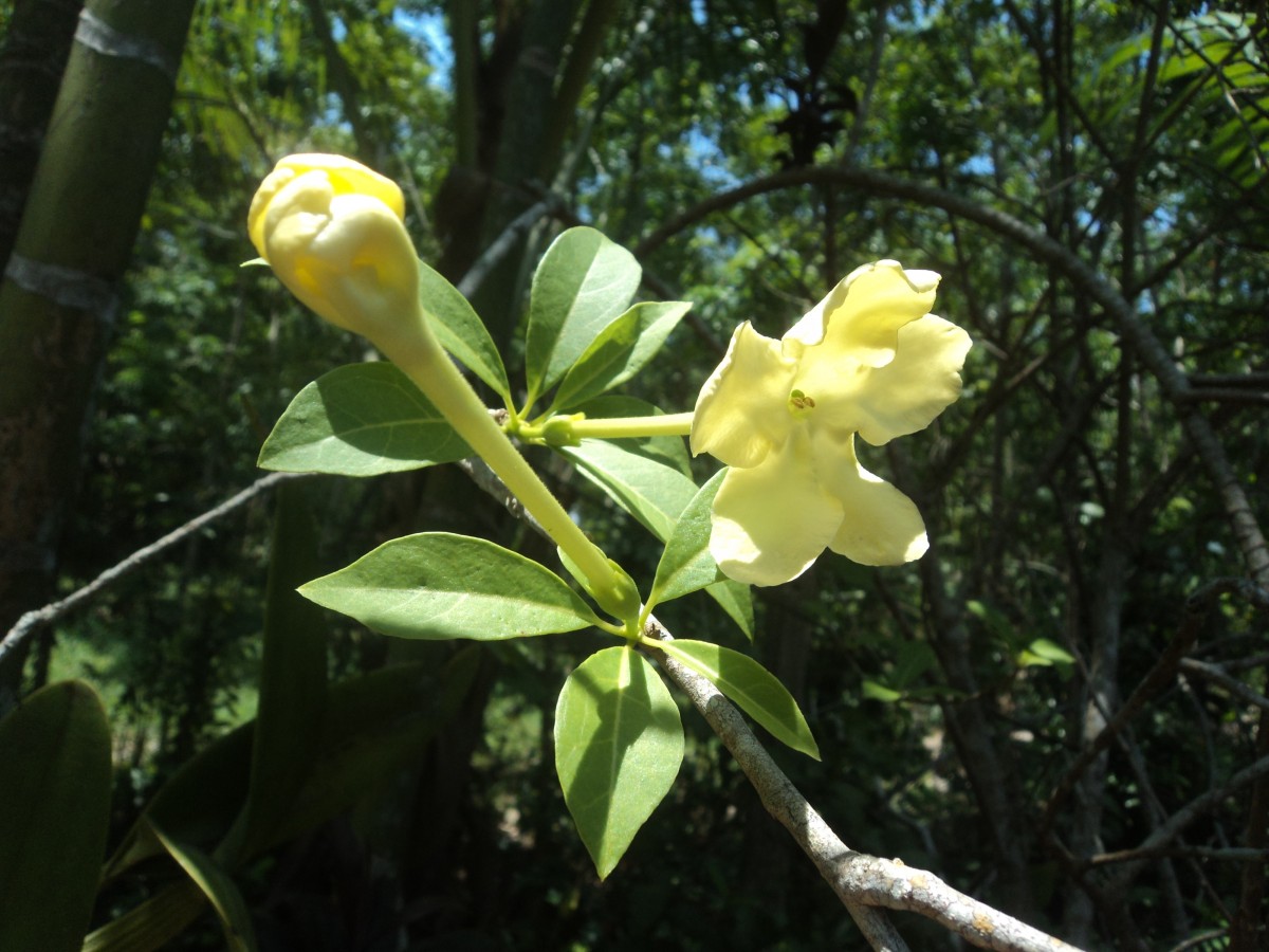 Brunfelsia americana L.