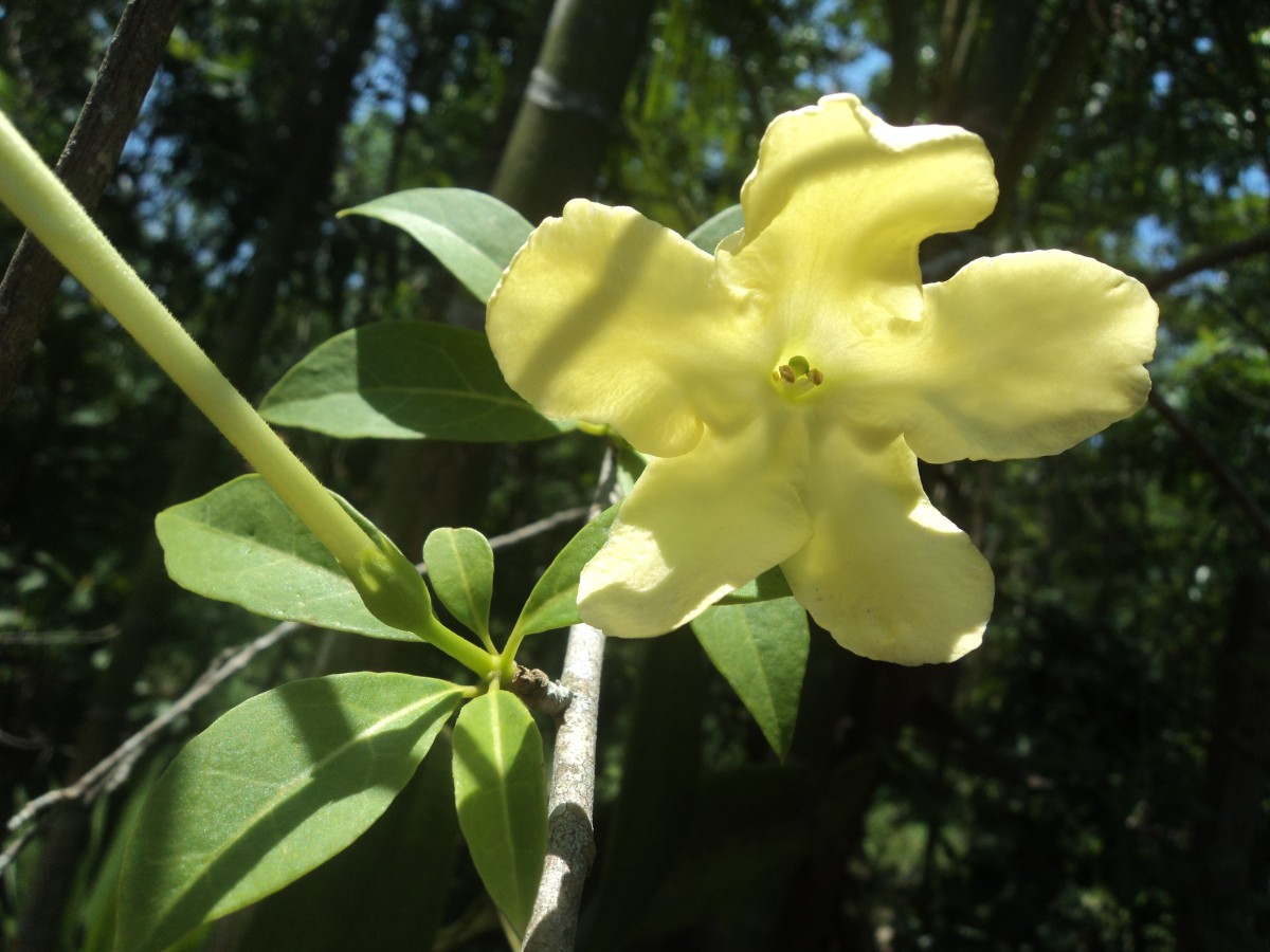 Brunfelsia americana L.